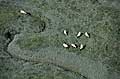 Photo aérienne verticale des moutons dans les herbus de la baie du Mont Saint Michel. 
Race : Grévin. mouton salé prés herbus Mont Saint Michel baie photo Normandie 